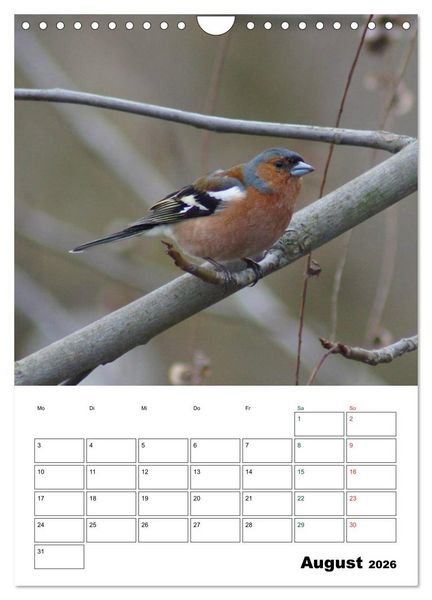 Produktbild: Heimische Singv&ouml;gel (Wandkalender 2026 DIN A4 hoch), CALVENDO Monatskalender