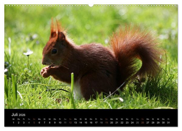 Produktbild: Eichh&ouml;rnchen (hochwertiger Premium Wandkalender 2026 DIN A2 quer), Kunstdruck in Hochglanz
