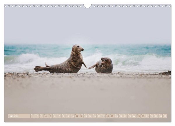 Produktbild: Kegelrobben - Die Kegelrobben von Helgoland (Wandkalender 2026 DIN A3 quer), CALVENDO Monatskalender