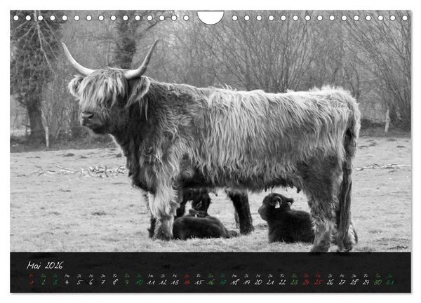Produktbild: Highland Cattle vom Nordlicht - Faszination Hochland Rind (Wandkalender 2026 DIN A4 quer), CALVENDO Monatskalender