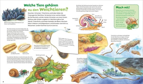 Produktbild: WAS IST WAS Junior Alles lebt! Von klitzeklein bis riesengro&szlig;