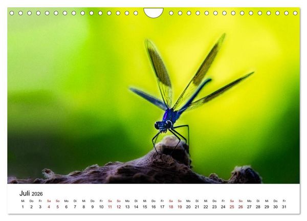 Produktbild: Oberbayerischer Insekten Kalender (Wandkalender 2026 DIN A4 quer), CALVENDO Monatskalender