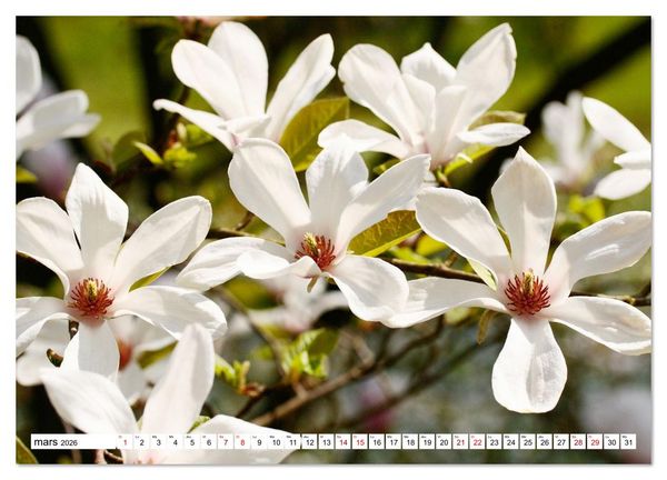 Produktbild: Au royaume des fleurs (Calendrier mural 2026 DIN A3 vertical), CALVENDO calendrier mensuel