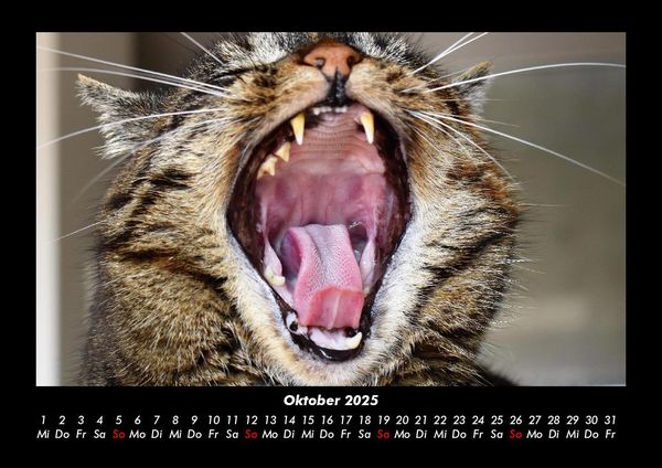 Produktbild: F&uuml;r Katzenfreunde 2025 Fotokalender DIN A3