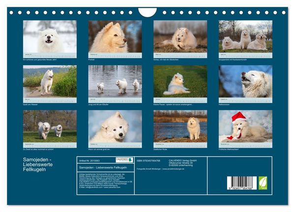 Produktbild: Samojeden - Liebenswerte Fellkugeln (Wandkalender 2026 DIN A4 quer), CALVENDO Monatskalender