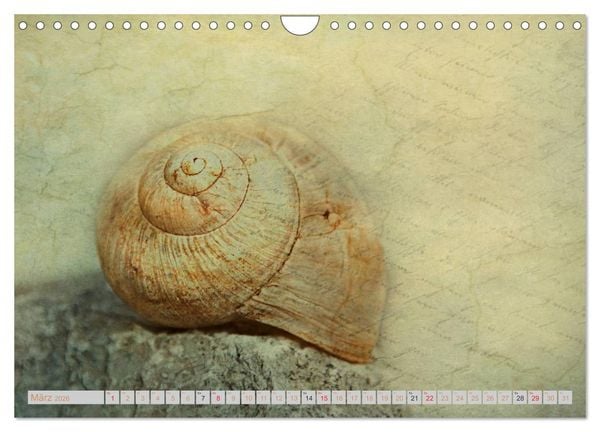 Produktbild: Momente der Stille (Wandkalender 2026 DIN A4 quer), CALVENDO Monatskalender