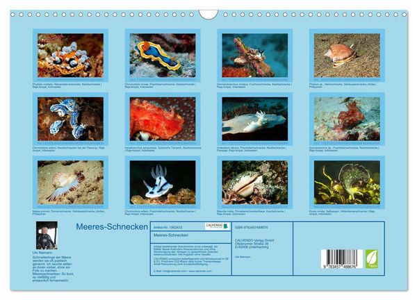 Produktbild: Meeres-Schnecken (Wandkalender 2026 DIN A3 quer), CALVENDO Monatskalender