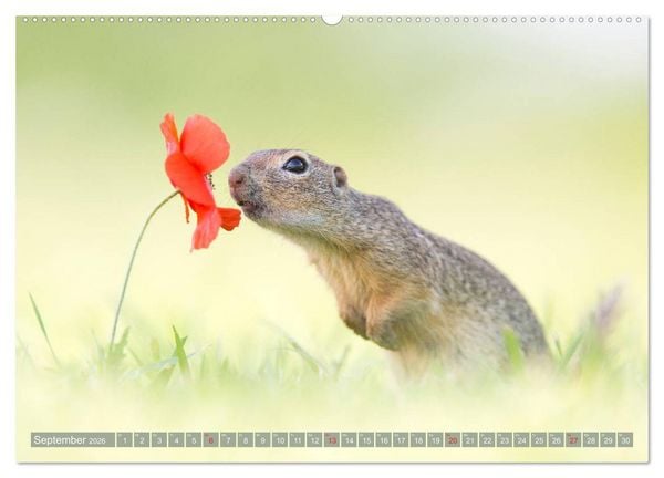 Produktbild: Liebenswerte Ziesel - vom Aussterben bedrohte Nagetiere (Wandkalender 2026 DIN A2 quer), CALVENDO Monatskalender