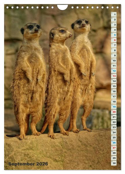 Produktbild: Erdm&auml;nnchen-Meerkats-Surikate (Wandkalender 2026 DIN A4 hoch), CALVENDO Monatskalender