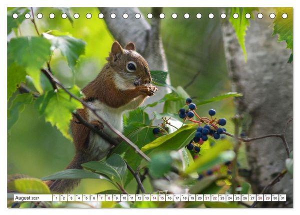 Produktbild: Eichh&ouml;rnchen - Kleine Tiere mit gro&szlig;em Charakter (Tischkalender 2027 DIN A5 quer), CALVENDO Monatskalender