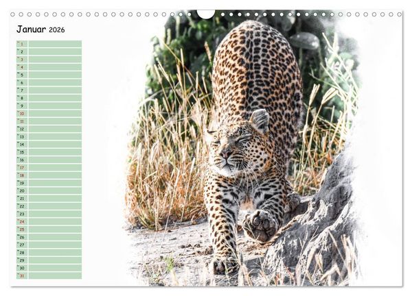 Produktbild: Tierisches Yoga (Wandkalender 2026 DIN A3 quer), CALVENDO Monatskalender