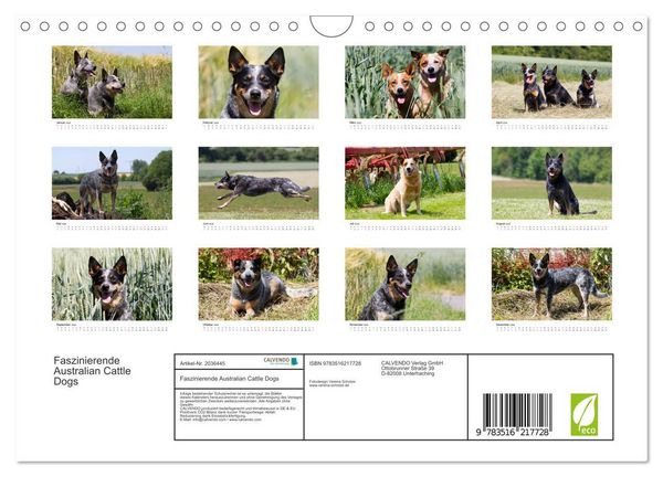 Produktbild: Faszinierende Australian Cattle Dogs (Wandkalender 2026 DIN A4 quer), CALVENDO Monatskalender