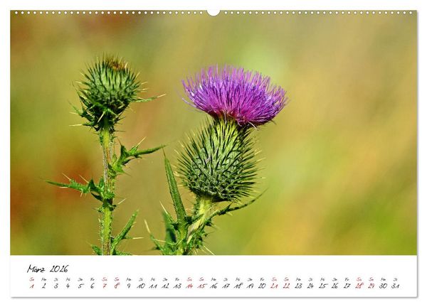 Produktbild: Sch&ouml;nheiten in freier Natur (hochwertiger Premium Wandkalender 2026 DIN A2 quer), Kunstdruck in Hochglanz