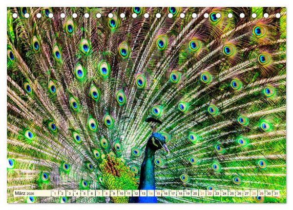 Produktbild: Sch&ouml;ner Pfau (Tischkalender 2026 DIN A5 quer), CALVENDO Monatskalender