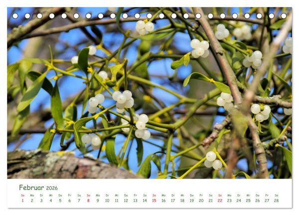 Produktbild: Arzneipflanzen (Tischkalender 2026 DIN A5 quer), CALVENDO Monatskalender