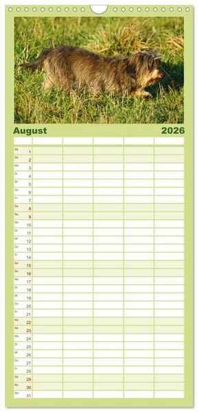 Produktbild: Familienplaner 2026 - Der Zwergrauhaardackel - Eigensinnig und Liebenswert mit 5 Spalten (Wandkalender, 21 x 45 cm) CALVENDO