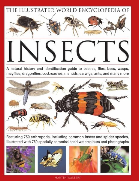 Produktbild: The Illustrated World Encyclopaedia of Insects