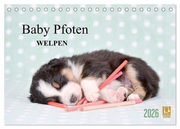 Produktbild: Baby Pfoten (Tischkalender 2026 DIN A5 quer), CALVENDO Monatskalender