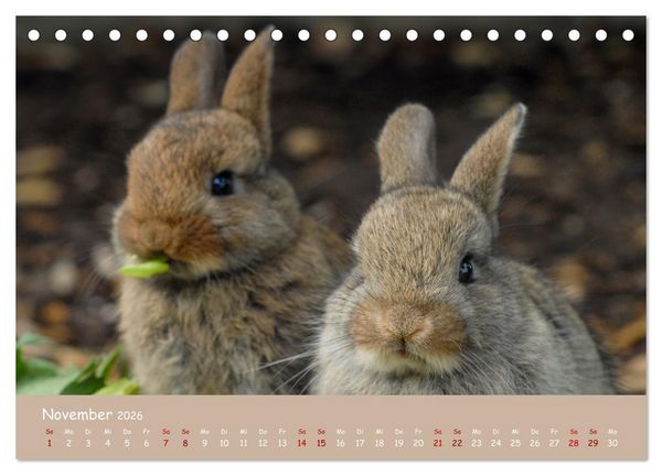 Produktbild: Flauschige Fellkn&auml;uel (Tischkalender 2026 DIN A5 quer), CALVENDO Monatskalender