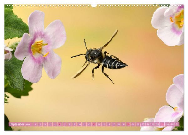 Produktbild: Sechs Beine in der Luft - Wildbienen im Flug (hochwertiger Premium Wandkalender 2026 DIN A2 quer), Kunstdruck in Hochglanz
