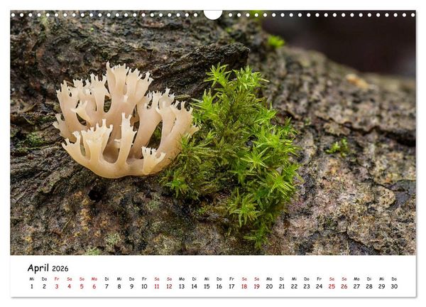 Produktbild: Pilzgalerie - Heimische Pilze von ihrer sch&ouml;nsten Seite (Wandkalender 2026 DIN A3 quer), CALVENDO Monatskalender