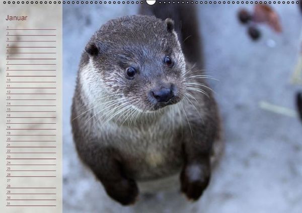 Produktbild: Fischotter Geburtstagskalender (Wandkalender immerw&auml;hrend DIN A2 quer)