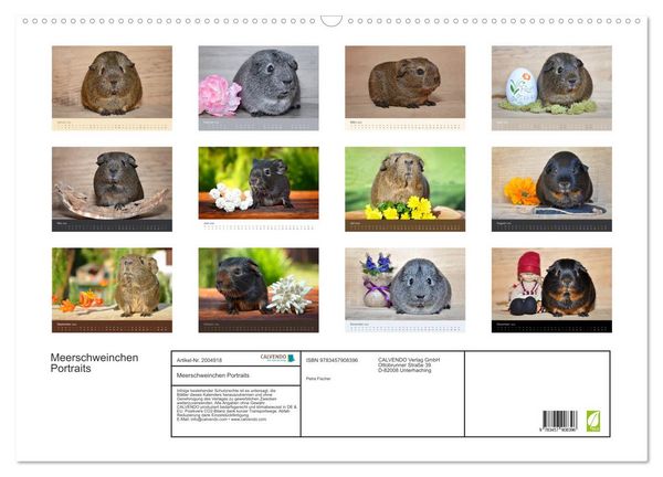 Produktbild: Meerschweinchen Portraits (Wandkalender 2026 DIN A2 quer), CALVENDO Monatskalender