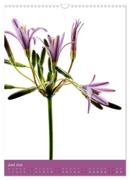Produktbild: Nat&uuml;rlich Blumen. (Wandkalender 2026 DIN A3 hoch), CALVENDO Monatskalender