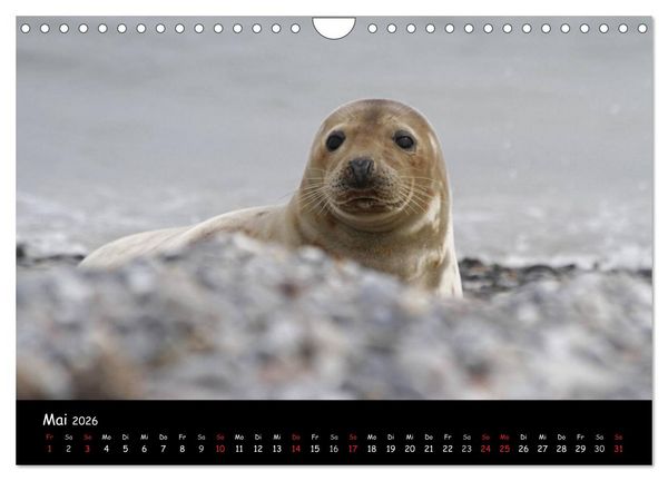 Produktbild: Kegelrobben und Seehunde (Wandkalender 2026 DIN A4 quer), CALVENDO Monatskalender