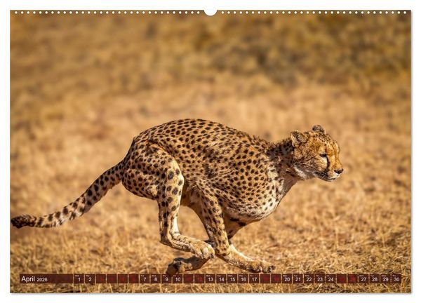 Produktbild: Amazing Cheetahs (Wall Calendar 2026 DIN A2 landscape), CALVENDO 12 Month Wall Calendar