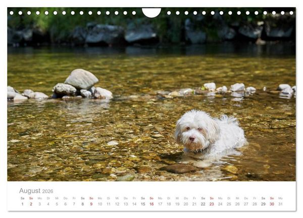 Produktbild: Havaneser - Herz aus Gold (Wandkalender 2026 DIN A4 quer), CALVENDO Monatskalender
