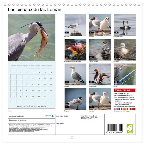 Produktbild: Les oiseaux du lac L&eacute;man (Calendrier mural carr&eacute; 2026 30x30 cm) Calendrier double avec une page pour vos prises de notes