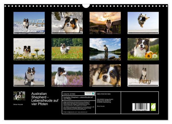 Produktbild: Australian Shepherd - Lebensfreude auf vier Pfoten (Wandkalender 2026 DIN A3 quer), CALVENDO Monatskalender
