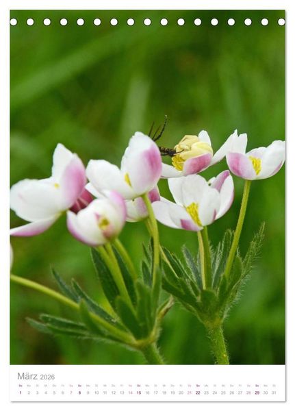 Produktbild: Alpenblumen (Tischkalender 2026 DIN A5 hoch), CALVENDO Monatskalender