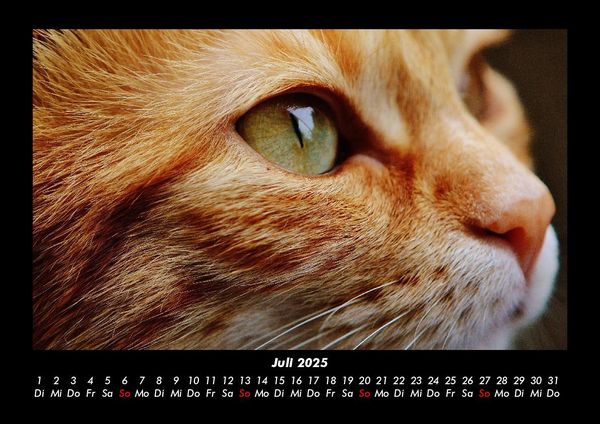 Produktbild: F&uuml;r Katzenfreunde 2025 Fotokalender DIN A3
