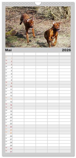 Produktbild: Familienplaner 2026 - Rhodesian Ridgeback - Moments mit 5 Spalten (Wandkalender, 21 x 45 cm) CALVENDO