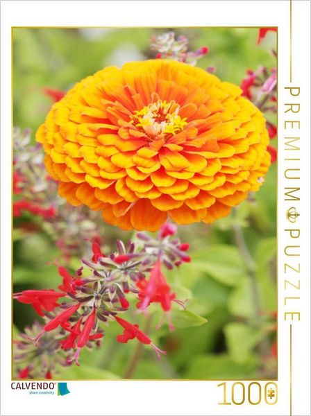 CALVENDO Puzzle Zinnie und Roter Salbei | 1000 Teile Lege-Größe 64x48cm Foto-Puzzle für glückliche Stunden
