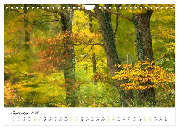 Produktbild: In der Welt der B&auml;ume (Wandkalender 2026 DIN A4 quer), CALVENDO Monatskalender