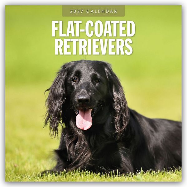 Produktbild: Flat-Coated Retrievers &ndash; Flat Coated Retriever 2027 &ndash; 16-Monatskalender