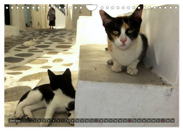 Produktbild: SAMTPFOTEN auf Mykonos (Wandkalender 2026 DIN A4 quer), CALVENDO Monatskalender
