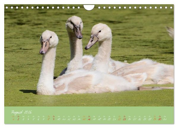 Produktbild: Schwanenfamilie, vom Ei bis zum Fliegen. (Wandkalender 2026 DIN A4 quer), CALVENDO Monatskalender