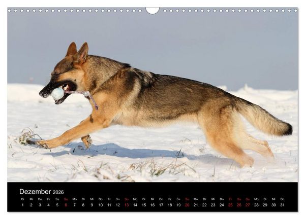 Produktbild: Mit dem Deutschen Sch&auml;ferhund durch's Jahr (Wandkalender 2026 DIN A3 quer), CALVENDO Monatskalender