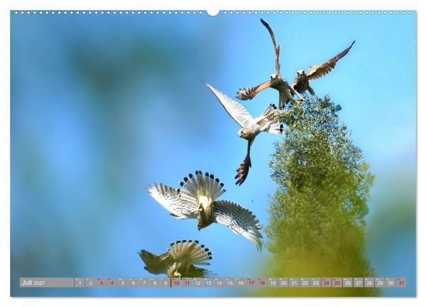 Produktbild: V&ouml;gel im Fluge - Ocells en vol (Wandkalender 2027 DIN A2 quer), CALVENDO Monatskalender