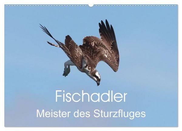 Fischadler - Meister des Sturzfluges (Wandkalender 2026 DIN A2 quer), CALVENDO Monatskalender