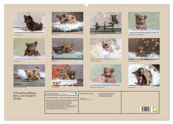 Produktbild: Chihuahua-Babys - Amy und Angel im Studio (Wandkalender 2026 DIN A2 quer), CALVENDO Monatskalender