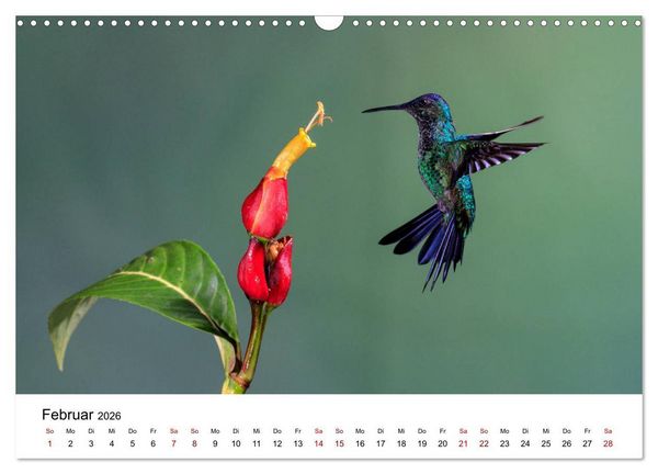 Produktbild: Kolibris - Flugk&uuml;nstler im Regenwald (Wandkalender 2026 DIN A3 quer), CALVENDO Monatskalender