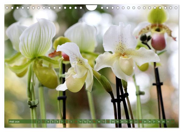 Produktbild: Orchid&eacute;es merveilleuses (Calendrier mural 2026 DIN A4 vertical), CALVENDO calendrier mensuel