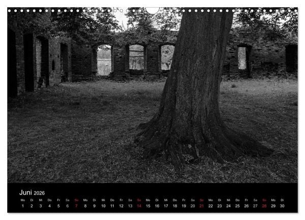 Produktbild: B&auml;ume trees 2026 (Wandkalender 2026 DIN A3 quer), CALVENDO Monatskalender