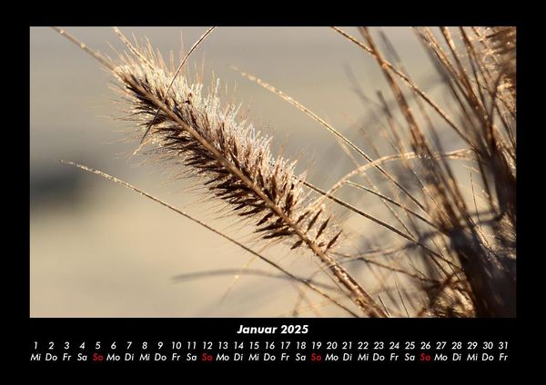 Produktbild: Pflanzen und Bl&uuml;ten 2025 Fotokalender DIN A3