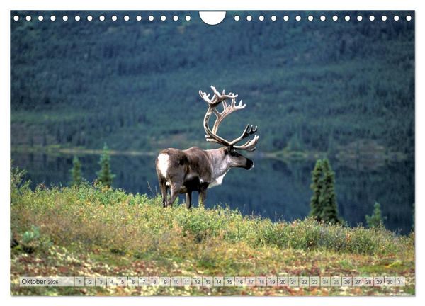 Produktbild: Wildes Alaska Christian Heeb (Wandkalender 2026 DIN A4 quer), CALVENDO Monatskalender